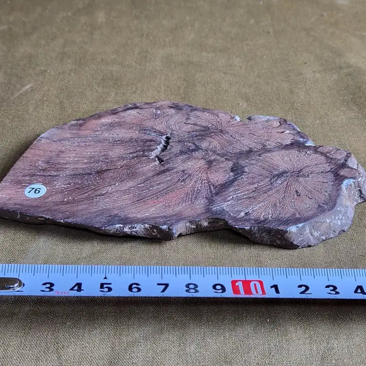 [BUNJANG] Unique Wood Grain Fingerboard Display Stand / 특수목 지판 좌대 다이