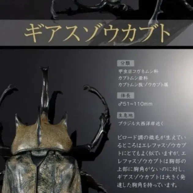 [BUNJANG] Bandai Seibutsu Dokugan Advance Atlas Hercules Beetle / 생물대도감 어드밴스 장수풍뎅이 4번 기아스 코끼리 장수풍뎅이