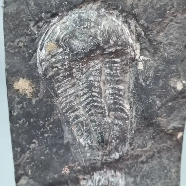 [BUNJANG] Paleozoic Trilobite Fossil with Wooden Display Stand / 고생대 삼엽충 화석 (전시용 원목 받침대 포함)