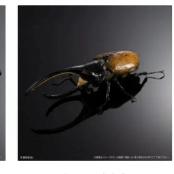[BUNJANG] Bandai Seibutsu Daikanso Advance Hercules Beetle Vol. 4 / 반다이생물대도감어드밴스 장수풍뎅이4탄 헤라클레스