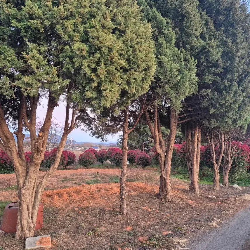 [BUNJANG] 50-Year-Old Korean Juniper 5 Trees / 50년산 조선 향나무 5주 판매(익산시) (조경목,수경목,묘목용)