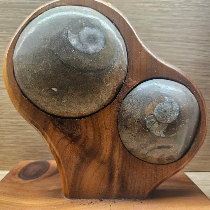 [BUNJANG] Ammonite Fossil Set with Wooden Stand / 암모나이트 화석