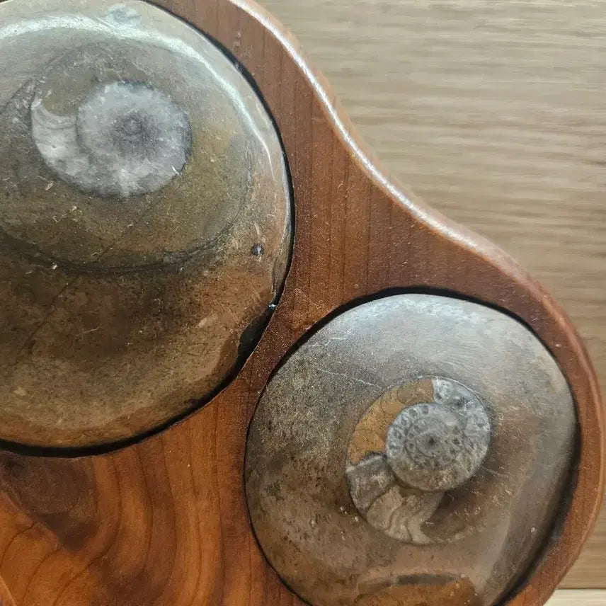 [BUNJANG] Ammonite Fossil Set with Wooden Stand / 암모나이트 화석