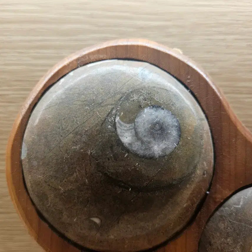 [BUNJANG] Ammonite Fossil Set with Wooden Stand / 암모나이트 화석