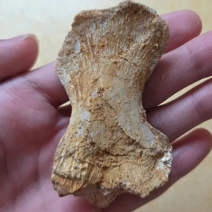 [BUNJANG] Authentic Mosasaurus Phalange Fossil / 진품 모사사우루스 지골 화석 싸게 판매합니다!