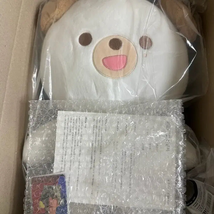 [BUNJANG] Day6 Giant Petit Merz Don Photocard / 데이식스 자이언트 쁘띠멀즈 돈(포카O)