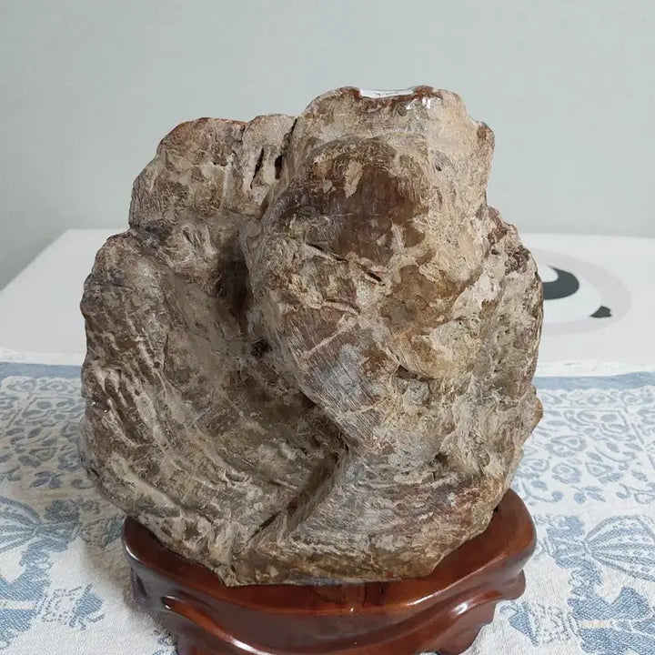 [BUNJANG] Bodhidharma Fossilized Wood with Stand / 달마 규화석 나무화석