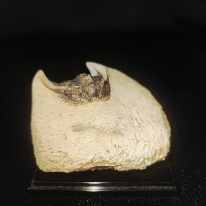 [BUNJANG] Moroccan Leonaspis Trilobite Fossil / 모로코 레오나스피스 삼엽충 화석