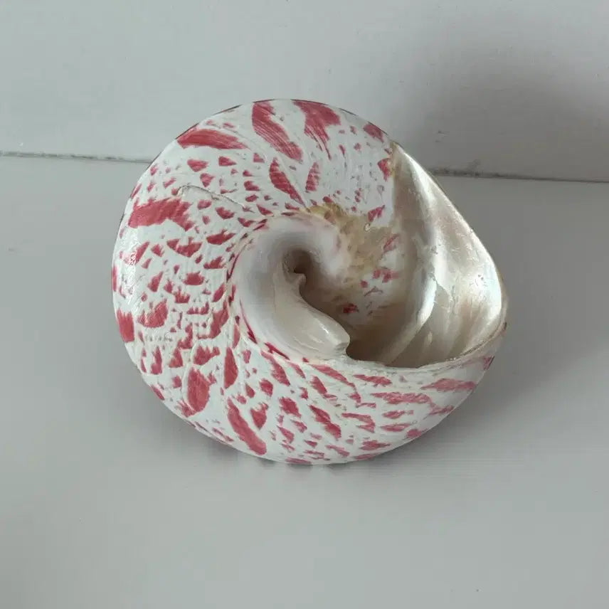 [BUNJANG] Caramel Hotel European Antique Vintage Seashell Object / 카라멜호텔 유럽 앤틱 빈티지 조개 오브제 소품