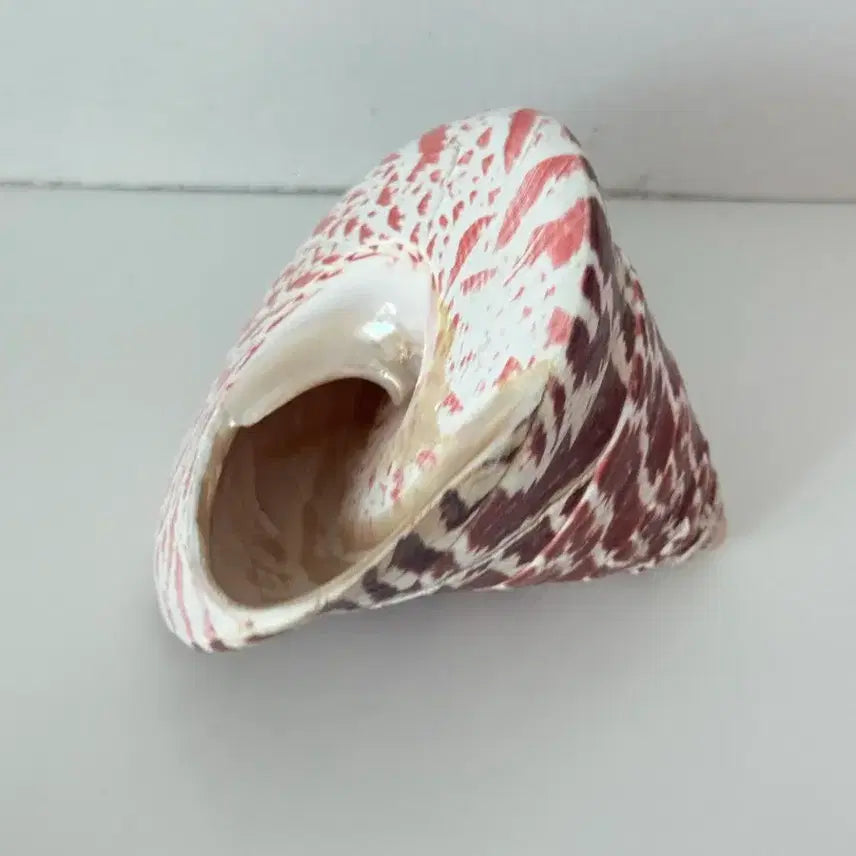 [BUNJANG] Caramel Hotel European Antique Vintage Seashell Object / 카라멜호텔 유럽 앤틱 빈티지 조개 오브제 소품