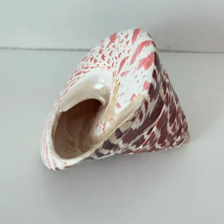 [BUNJANG] Caramel Hotel European Antique Vintage Seashell Object / 카라멜호텔 유럽 앤틱 빈티지 조개 오브제 소품