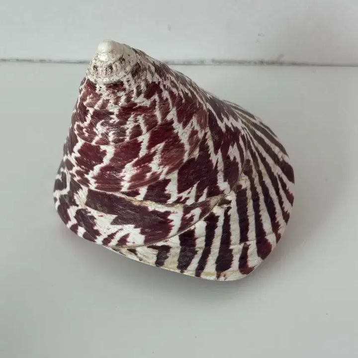 [BUNJANG] Caramel Hotel European Antique Vintage Seashell Object / 카라멜호텔 유럽 앤틱 빈티지 조개 오브제 소품