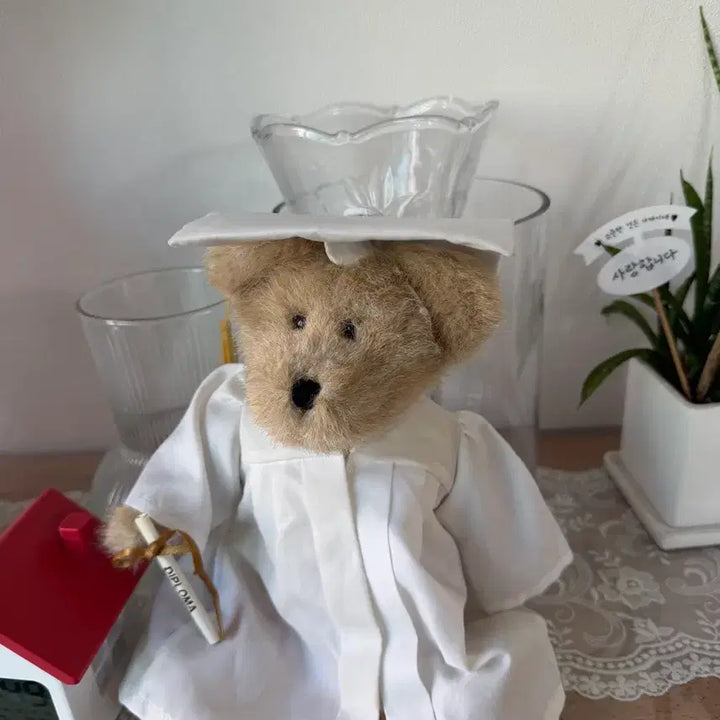 [BUNJANG] Graduation Boy Bear Doll / 졸업 보이즈베어 인형