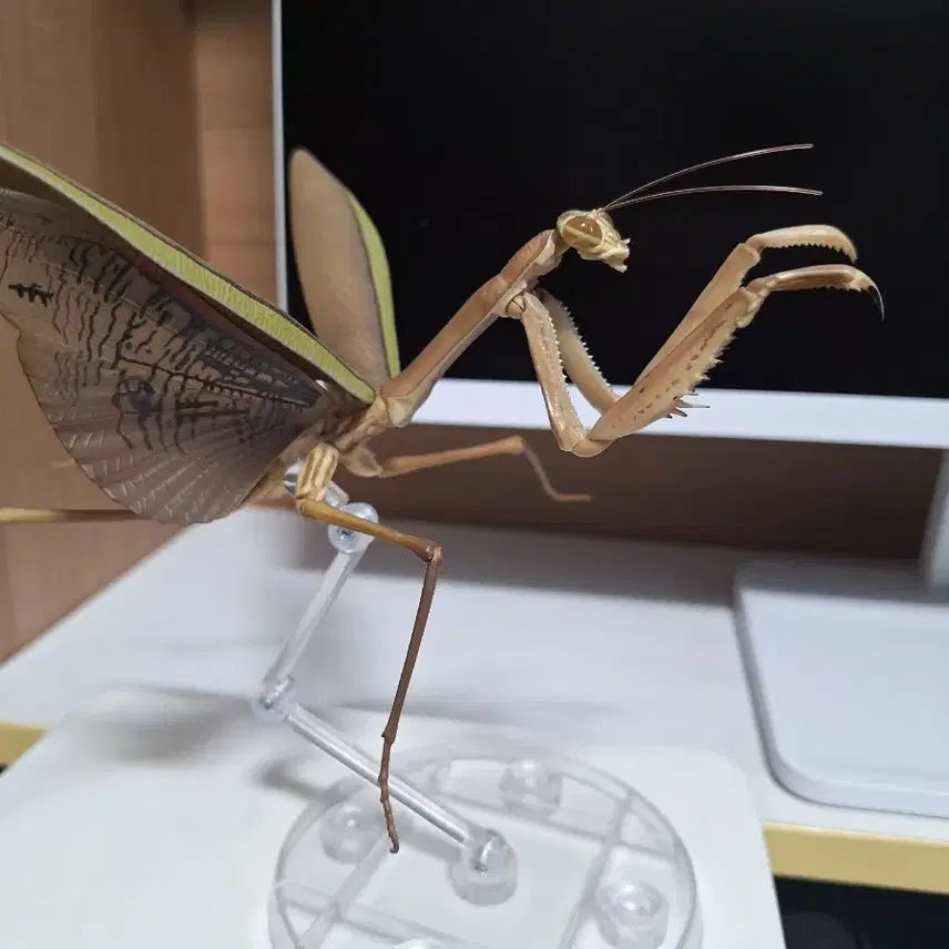 [BUNJANG] Insect Encyclopedia Set: Praying Mantis &amp; Grasshopper (4 Types) / (택포 14.5) 생물대도감 왕사마귀, 방아깨비 4종