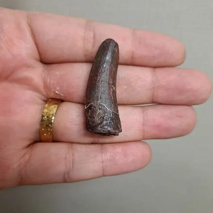 [BUNJANG] Suchomimus Tooth Fossil (Niger) / 수코미무스 이빨화석