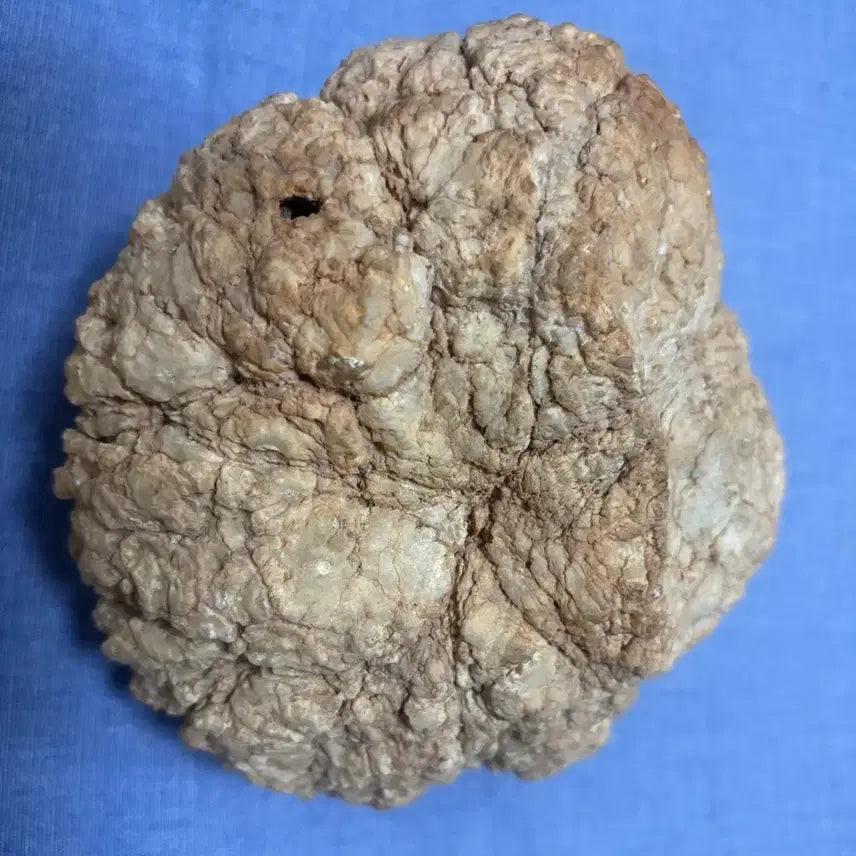 [BUNJANG] Libyan Internal Crystal Rattle Stone 1.2kg / 리비아산 내부 수정 딸랑이돌 1.2kg