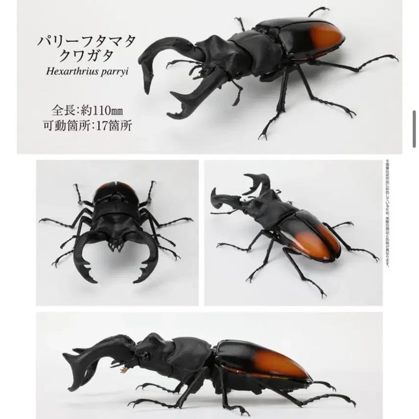 [BUNJANG] Bandai Stag Beetle Model / 반다이: 패리큰턱 사슴벌레