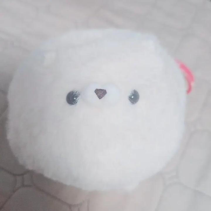 [BUNJANG] Mochi Mofu Pomeranian Plush / 모찌모후 포메라니안 봉제 인형