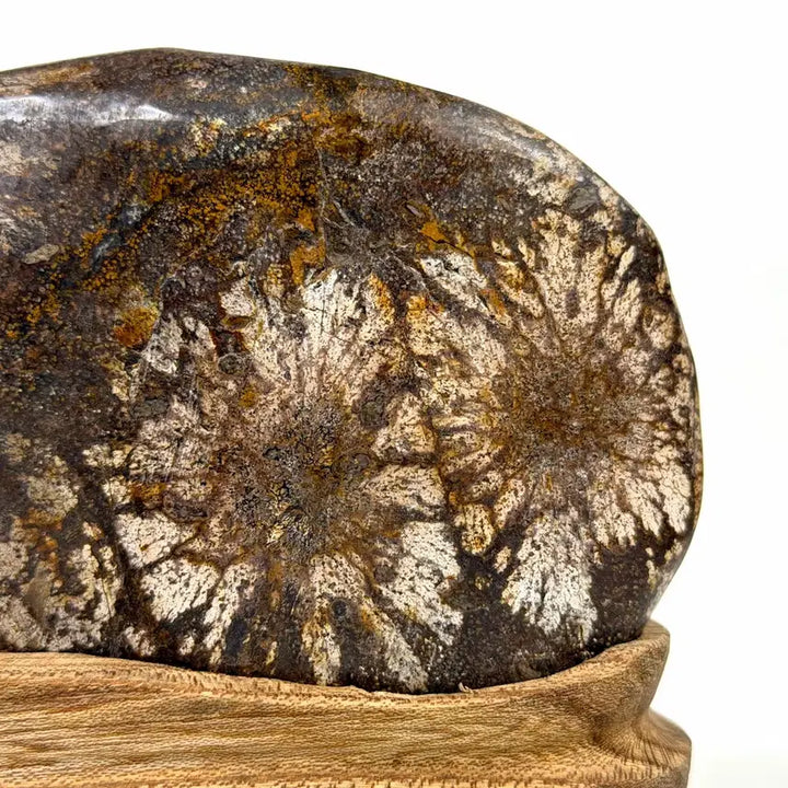 [BUNJANG] ChungSong Flower Stone (Hongdae Chrysanthemum) Scholar&