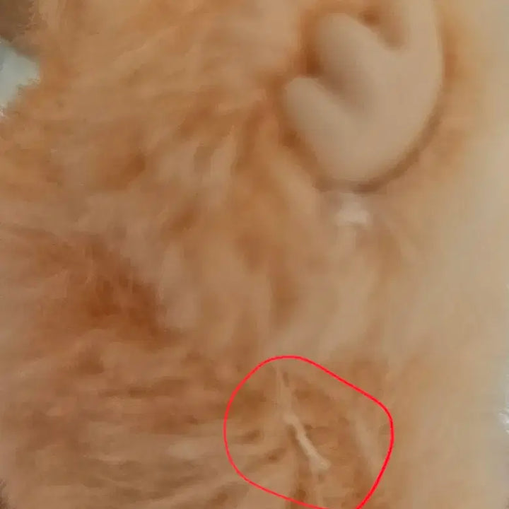 [BUNJANG] Pop Mart Labubu Plush Toy / (정품) 팝마트 라부부 인형 판매