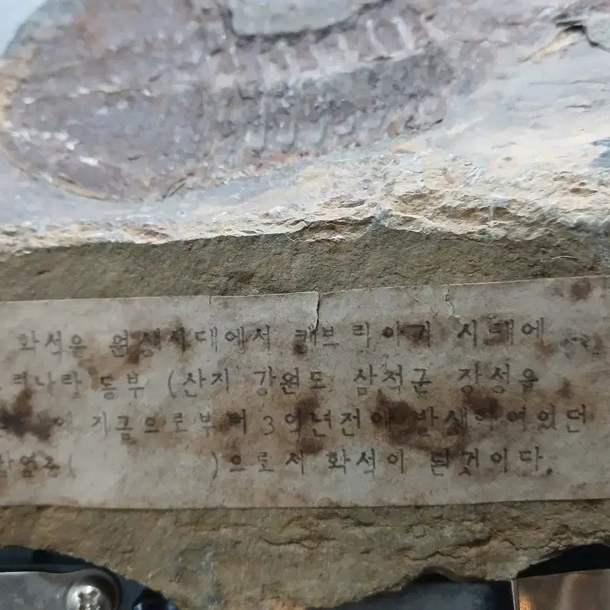 [BUNJANG] Trilobite Fossil from Bokso Mountain Range / 삼엽충 화석 복소산지 표기