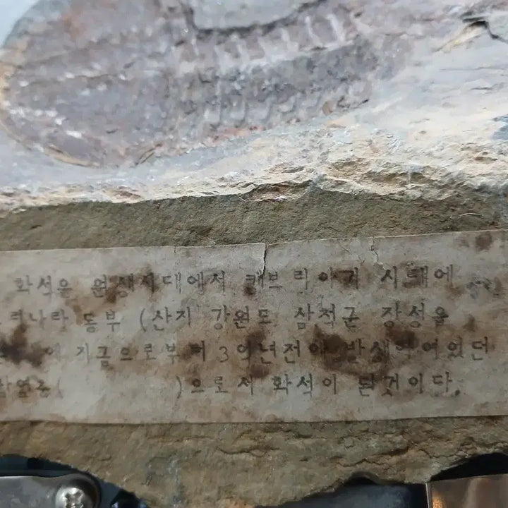 [BUNJANG] Trilobite Fossil from Bokso Mountain Range / 삼엽충 화석 복소산지 표기