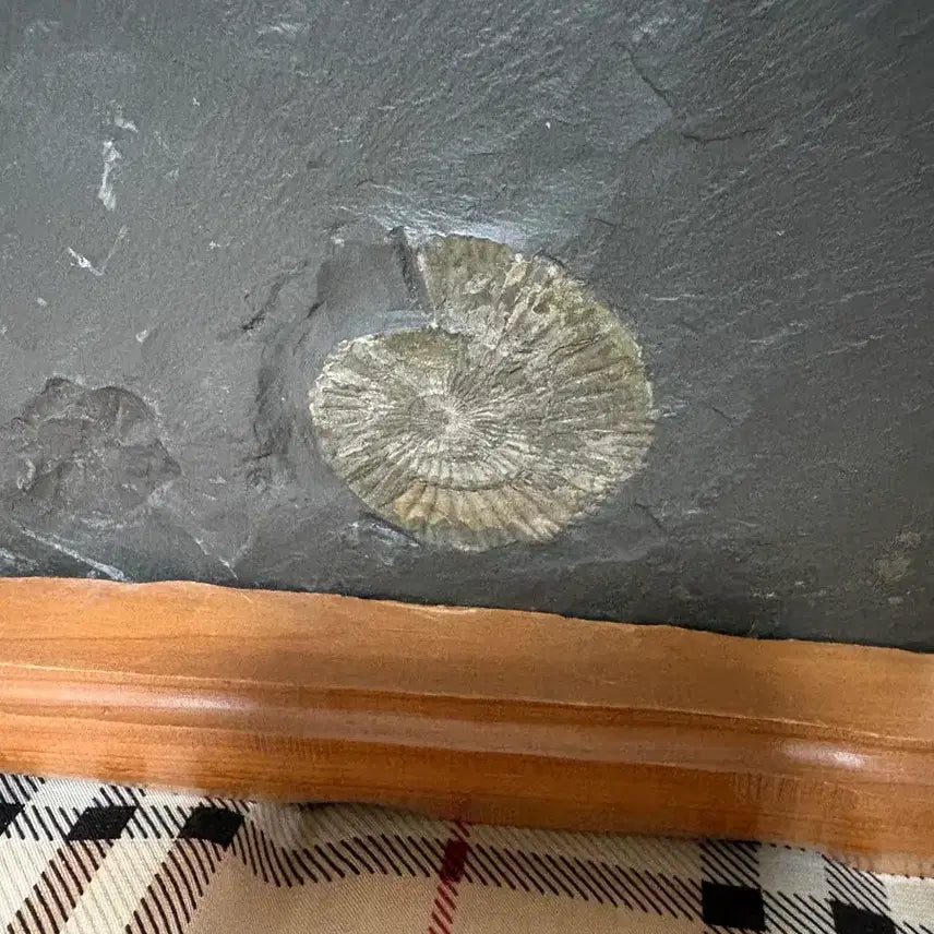 [BUNJANG] Ammonite Fossil / 수석 (암모나이트 화석)