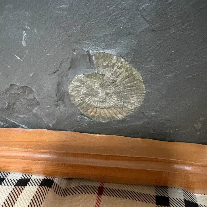[BUNJANG] Ammonite Fossil / 수석 (암모나이트 화석)
