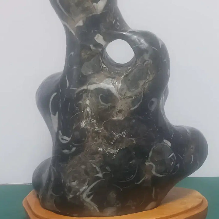 [BUNJANG] Nautilus Fossil (Perforated) / 수석(앵무 조개화석)