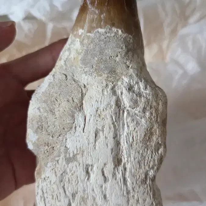 [BUNJANG] Authentic Large Mosasaurus Tooth Fossil / 진품 대형 모사사우루스 이빨 화석 판매합니다!