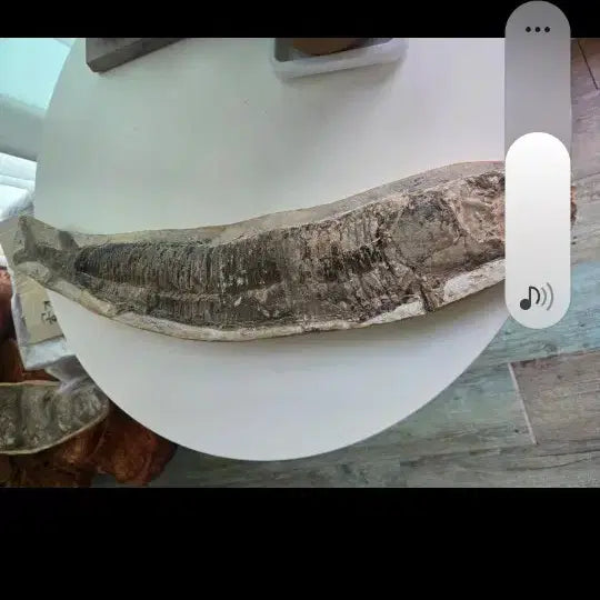 [BUNJANG] 11cm Fossilized Fish Specimen / 58.  11센치 물고기화석대형