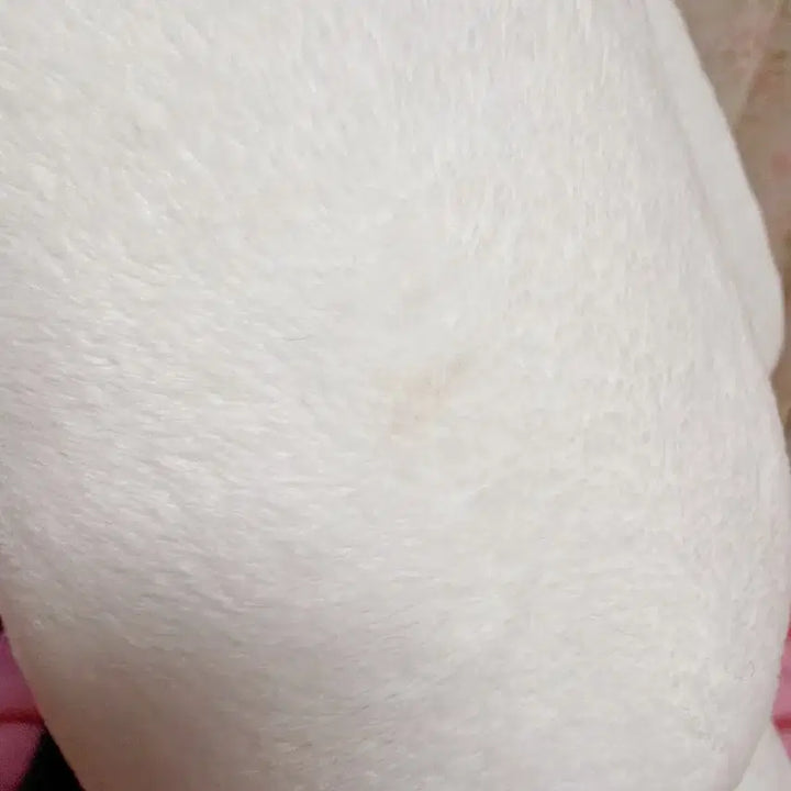 [BUNJANG] Dokodemo Issyo Toro Kuro Costume Large Plush / [일괄] 도코데모잇쇼 토로 쿠로 코스튬 대형 인형