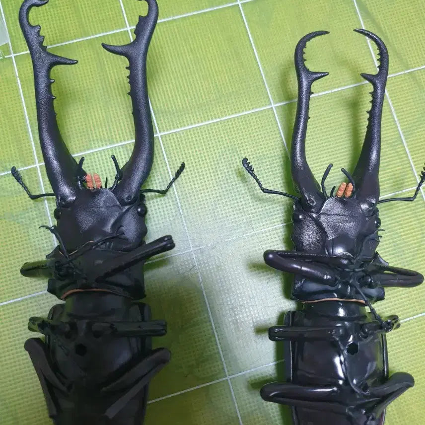 [BUNJANG] Seimbutsu Daizukan Advance Stag Beetle Vol. 1 Capsule Edition (Unsealed) / 생물대도감 어드밴스 사슴벌레 1탄 캡슐판 개봉