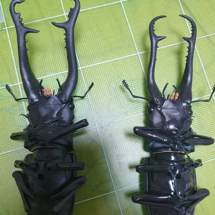 [BUNJANG] Seimbutsu Daizukan Advance Stag Beetle Vol. 1 Capsule Edition (Unsealed) / 생물대도감 어드밴스 사슴벌레 1탄 캡슐판 개봉