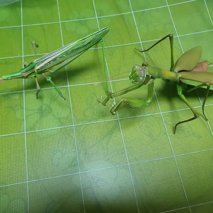[BUNJANG] Bio Encyclopedia Advance Praying Mantis &amp; Grasshopper Capsule Edition / 생물대도감 어드밴스 왕사마귀 방아깨비 캡슐판