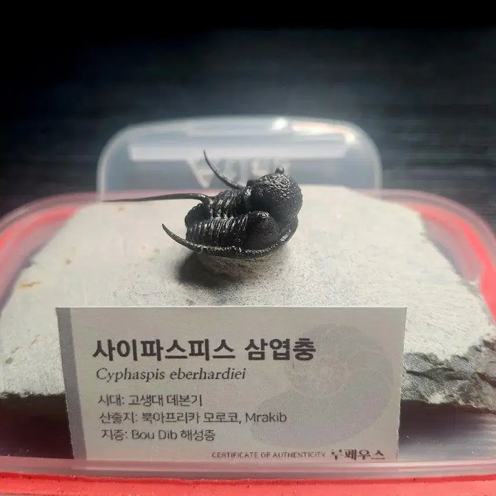 [BUNJANG] Saiphispice Trilobite Fossil / (마지막 가격!)사이파스피스 삼엽충
