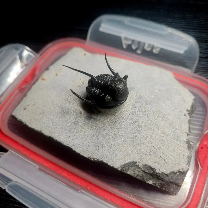 [BUNJANG] Saiphispice Trilobite Fossil / (마지막 가격!)사이파스피스 삼엽충