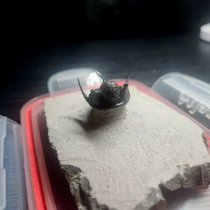 [BUNJANG] Saiphispice Trilobite Fossil / (마지막 가격!)사이파스피스 삼엽충