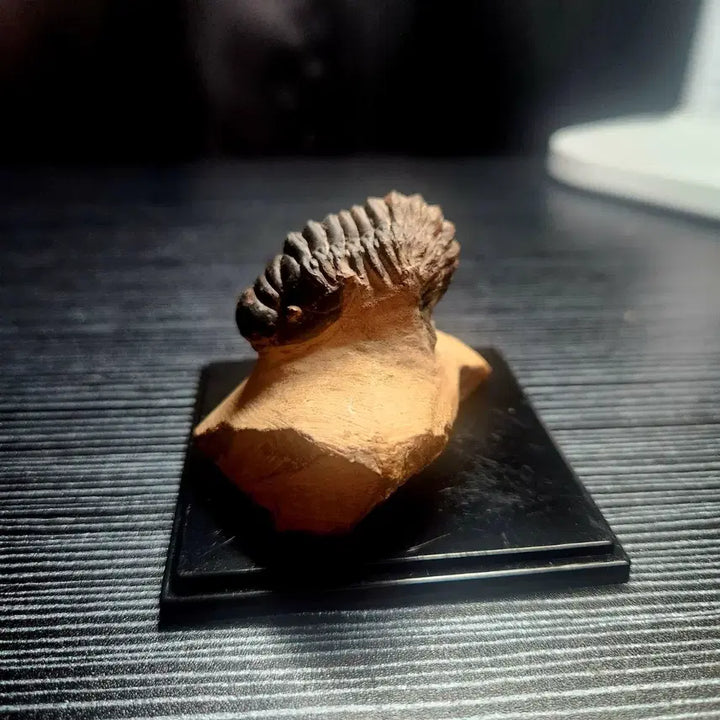 [BUNJANG] Crotalosephalina Trilobite Fossil / 크로탈로세팔리나 삼엽충