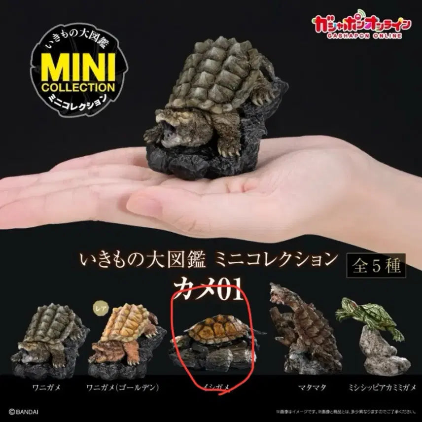 [BUNJANG] Bandai Creatures Mini Turtle Series Japanese Stone Turtle Figure / 반다이 생물대도감 미니 거북 시리즈 일본 돌거북 판매합니다