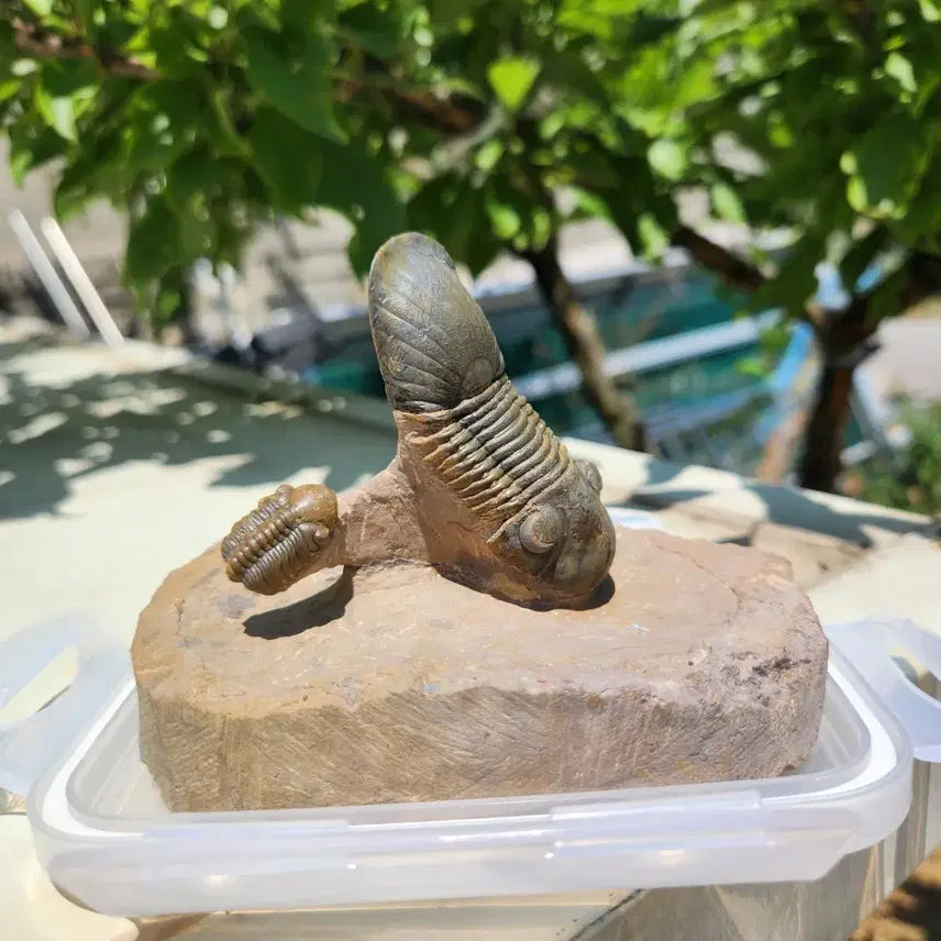 [BUNJANG] Paralejurus &amp; Reedops Trilobite Fossils / (급처)[S급] 리돕스 &amp; 파라레주루스 삼엽충 화석