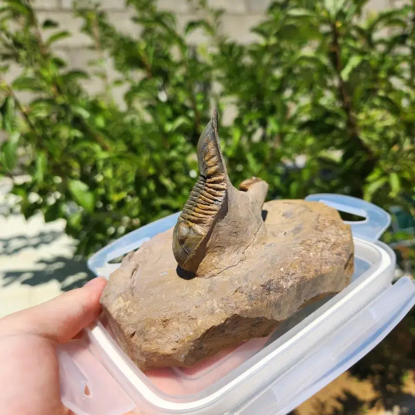 [BUNJANG] Paralejurus &amp; Reedops Trilobite Fossils / (급처)[S급] 리돕스 &amp; 파라레주루스 삼엽충 화석