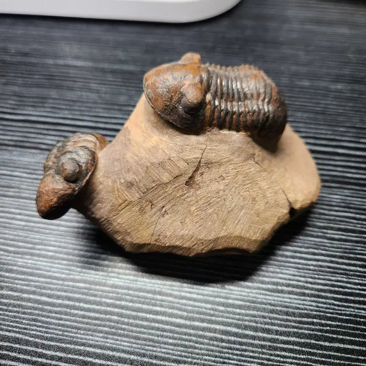 [BUNJANG] Reedops cephalotes hamlagdadianus &amp; Paralejurus spatuliforumi Trilobite Fossil / (마지막 가격!)리돕스 삼엽충 &amp; 파라레주루스 삼엽충