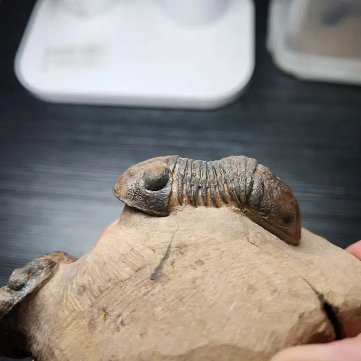 [BUNJANG] Reedops cephalotes hamlagdadianus &amp; Paralejurus spatuliforumi Trilobite Fossil / (급처)리돕스 삼엽충 &amp; 파라레주루스 삼엽충