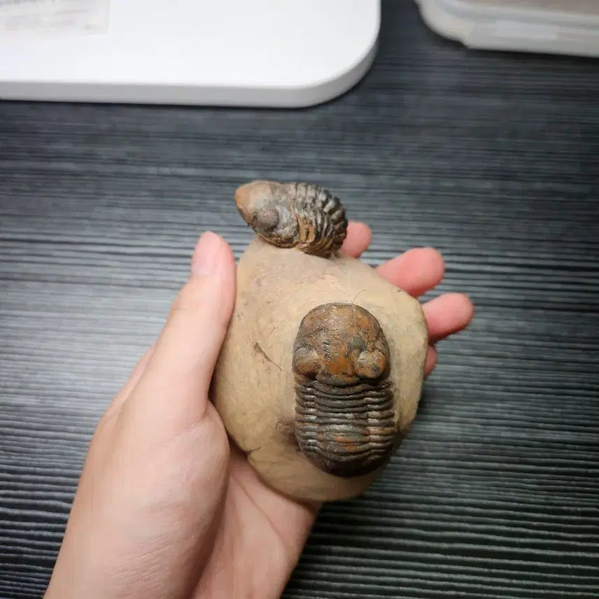 [BUNJANG] Reedops cephalotes hamlagdadianus &amp; Paralejurus spatuliforumi Trilobite Fossil / (급처)리돕스 삼엽충 &amp; 파라레주루스 삼엽충