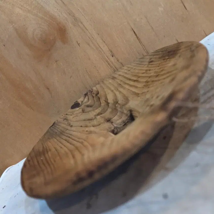 [BUNJANG] Antique Korean Funnel &