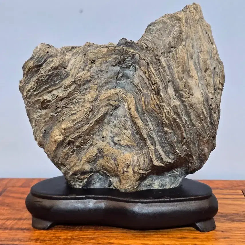 [BUNJANG] Pelecypod Fossil Stone / 26071719 주름 변화가 좋은 조개 화석 수석 팝니다
