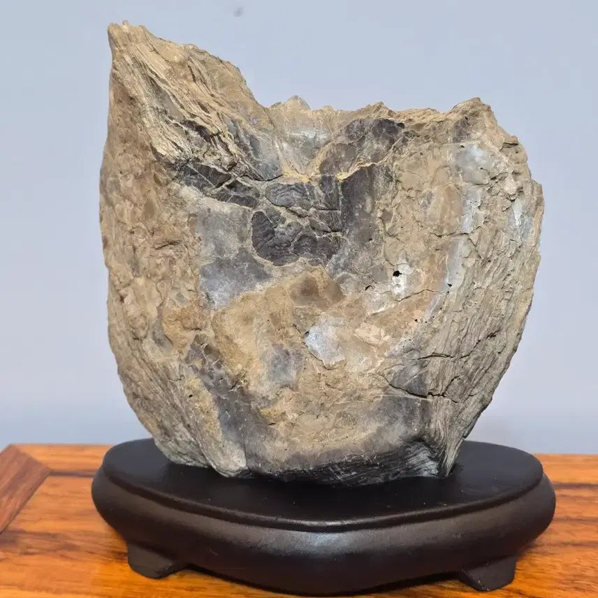 [BUNJANG] Pelecypod Fossil Stone / 26071719 주름 변화가 좋은 조개 화석 수석 팝니다