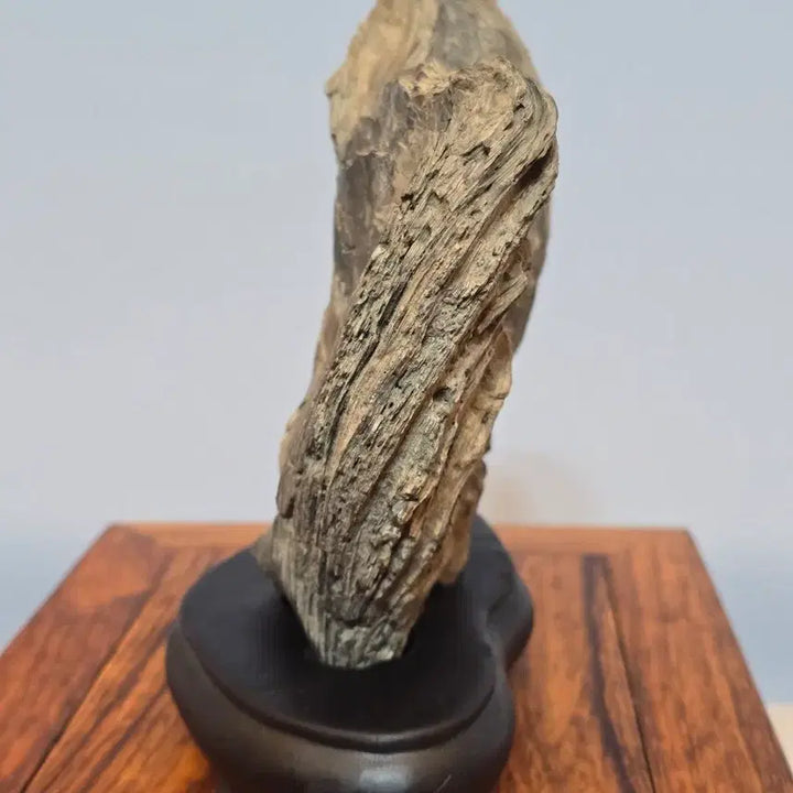 [BUNJANG] Pelecypod Fossil Stone / 26071719 주름 변화가 좋은 조개 화석 수석 팝니다