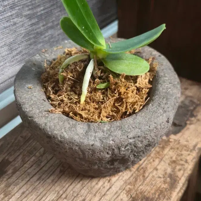 [BUNJANG] Mini Stone Mortar / 돌절구